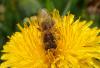 Apis mellifera